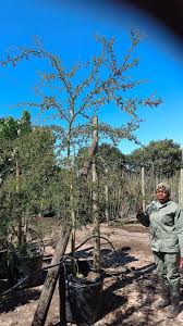 Image result for Acacia xanthophloea