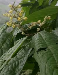 Image result for Grewia holstii