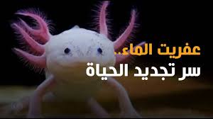 كائن بحري تعاود أطرافه النمو بعد قطعها عفريت الماء Youtube