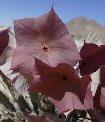 Image result for Hoodia currorii