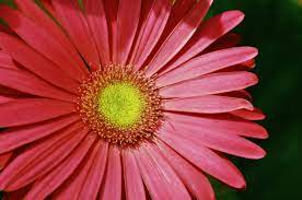 African Daisy Pinkish And Yellow Pinkish Daisy Flowers