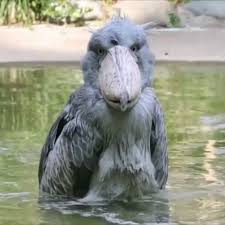 Pin On Birds