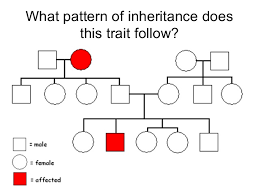 Worksheets are pedigree analysis activity answer key, pedigree work name, pedigree charts work, , pedigree work 3, chapter 7 pedigree analysis biology, pedigrees practice, pedigree analysis. Genetics Pedigree Problems
