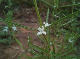 Image result for Spermacoce subvulgata