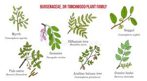 Image result for Burseraceae