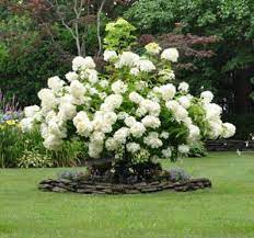 Snowball Viburnum Bush White Gardens Plants Garden