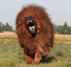 Nadir Bulunan Kopek Tibet Mastiff