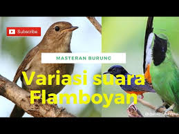 Www.ciri ciri burung u flamdboyan jantan / www.ciri ciri burung u flamdboyan jantan : Unduh 64 Gambar Burung Flamboyan Jantan Keren Gratis