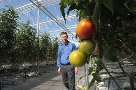 Nature Fresh Farms Leamington Ontario Owner Peter Quiring Nature Fresh Farms Has Now Grown To Become The Largest Independent Large Greenhouse Greenhouse Farm