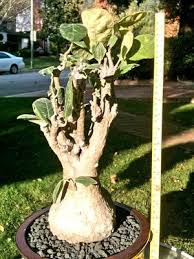 Image result for Cibirhiza