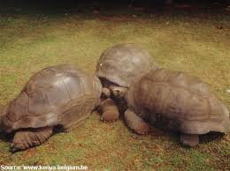 File:Aldabra Female On Curieuse.Jpg - Wikimedia Commons