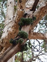 Image result for Tiliacora funifera