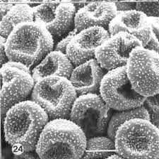 Image result for Hyparrhenia anamesa