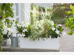 Weisse Sommerterrassen Einfach Schon Blumen Im Blumentopf Pflanzideen Blumenkasten Bepflanzen