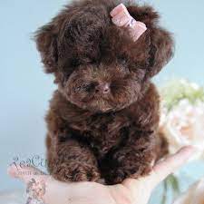 Look at pictures of poodle (miniature) puppies who need a home. Chocolate Poodle Puppies Available At Teacups Puppies And Boutique 210 Toy Poodle Puppies Teacup Puppies Poodle Puppy