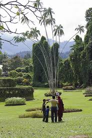 Peradeniya Botanical Gardens Kandy Sri Lanka Www Secretlanka Com Arbre Voyage Lieux