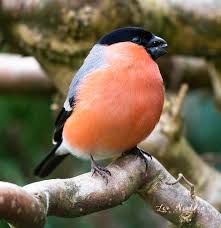 Birds That Start With Bu Pyrrhula Pyrrhula Male In 2020 Bullfinch Male Passerine Bird