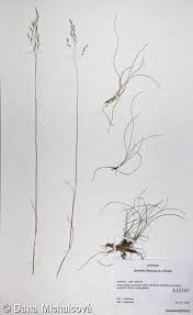 Image result for Avenella flexuosa