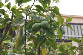Limettier De Tahiti Citrus Latifolia Tahiti Jardins Du Monde Tahiti Citron Vert