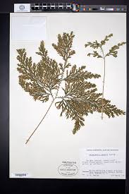 Image result for Selaginella vogelii