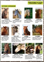 Langage Expressions Cheval Jpg 736 1024 Cheval Cheval Galop Ethologie Cheval
