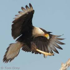 Birds That Look Like Eagles In Florida Crested Caracas Native To Texas And Florida Tatuagem Aguia Aves De Rapina Animais