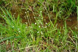 Image result for Eriocaulon cinereum