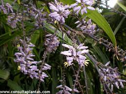 Image result for Cordyline stricta