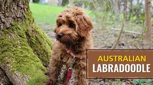 Find labradoodle puppies for sale with pictures from reputable labradoodle breeders. Australian Labradoodle Dog Breed Information And History Petmoo