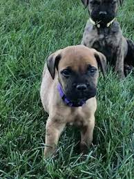 Bullmastiff Puppies For Sale Lancaster Puppies Bullmastiff Puppies For Sale Bull Mastiff Puppies For Sale