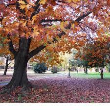 Northern Red Oak Fast Growing Trees Red Oak Tree Fast Growing Shade Trees