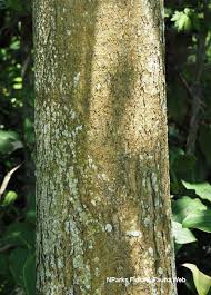 Image result for Glenniea africana