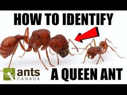 How To Identify A Queen Ant