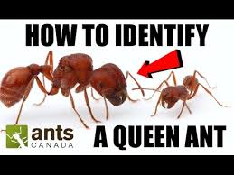 how to identify a queen ant