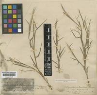 Image result for Paratheria