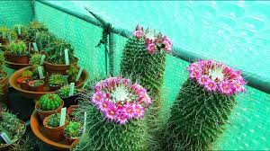 The ideal choice is going for smaller containers because it is almost a crime for a cactus to stay soaked in water for an extended period. Mammillaria Spinosissima Un Pico Cactus Plant In Beautiful Bloom Youtube