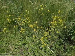 Image result for Rorippa nudiuscula