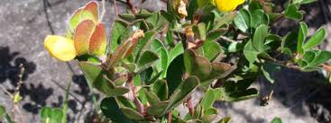 Image result for Zornia pratensis