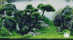 Berikut jenis tanaman aquascape yang mampu tumbuh tanpa co2: 13 Jenis Tanaman Aquascape Yang Mudah Tumbuh Kutanam