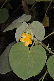 Image result for Abutilon hirtum