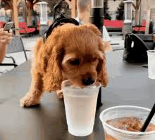 Should you get a bernedoodle quiz? Dog Drinking Water Gifs Tenor