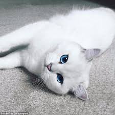 Coby The Cat Has The Most Gorgeous Blue Eyes You Ve Ever Seen Cat With Blue Eyes Kittens Cutest Beautiful Cats