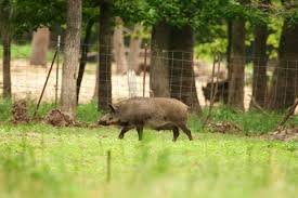 feral hog mdc discover nature