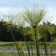 Image result for Cyperus papyrus