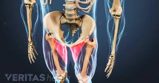 Learn all about human muscles and how they work. Groin Strain And Injury