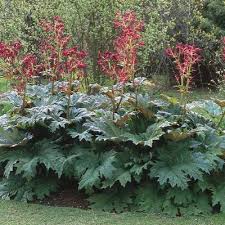 Image result for Rheum