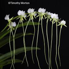 Image result for Angraecum minus