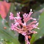 Image result for Palisota ambigua