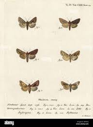 Image result for Syngrapha hochenwarthi