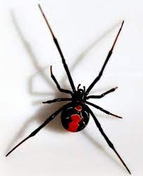 Black widow spiders have a smaller range than widow spiders. Black Widow Spider Redback Spider Black Widow Spider Spider